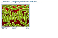 Salmonella – pathogenicity and prevention of infection