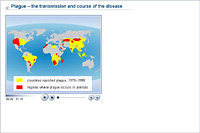 Plague – the transmission and course of the disease