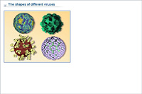 The shapes of different viruses