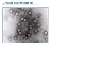 Viruses inside the host cell