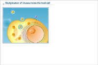 Multiplication of viruses inside the host cell