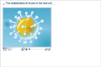 The multiplication of viruses in the host cell