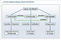 Immune response during a typical viral infection