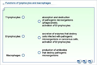 Functions of lymphocytes and macrophages