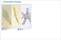 Characteristics of Protozoa