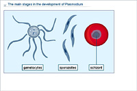 The main stages in the development of Plasmodium