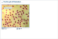 The life cycle of Plasmodium