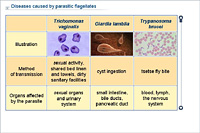 Diseases caused by parasitic flagellates
