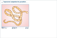 Tapeworms' adaptation for parasitism