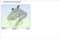 Leaf structure and functions