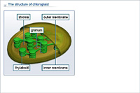 The structure of chloroplast