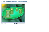 Light phase and dark phase of photosynthesis