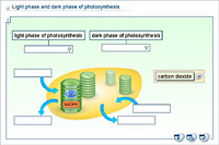 Light phase and dark phase of photosynthesis