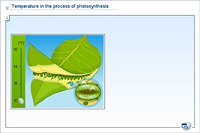 Temperature in the process of photosynthesis