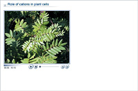 Role of cations in plant cells
