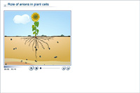 Role of anions in plant cells