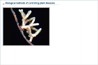 Biological methods of controlling plant diseases