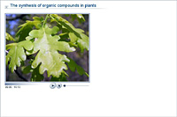 The synthesis of organic compounds in plants