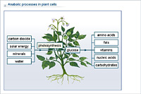 Anabolic processes in plant cells