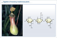 Digestion of insects by insectivorous plants