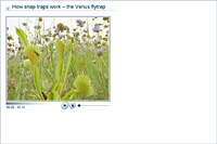 How snap traps work – the Venus flytrap