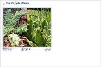 The life cycle of ferns