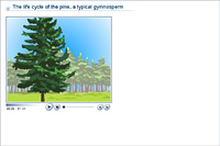 The life cycle of the pine; a typical gymnosperm