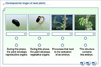 Developmental stages of seed plants