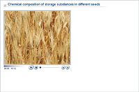 Chemical composition of storage substances in different seeds