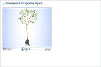 Development of vegetative organs