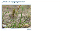 Plants with hypogeal germination