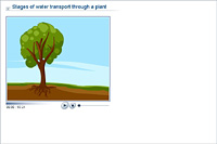 Stages of water transport through a plant