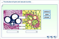 The structure of xylem and vascular bundles