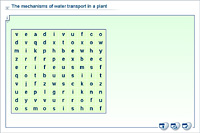 The mechanisms of water transport in a plant