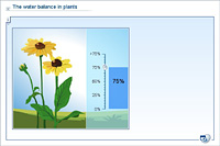 The water balance in plants