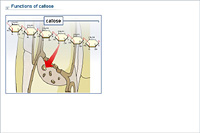 Functions of callose