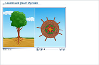 Location and growth of phloem