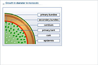Growth in diameter in monocots