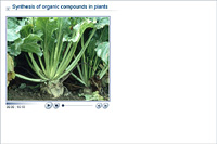 Synthesis of organic compounds in plants