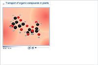 Transport of organic compounds in plants