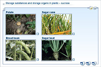 Storage substances and storage organs in plants – sucrose