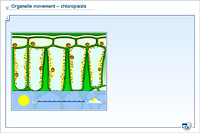 Organelle movement – chloroplasts