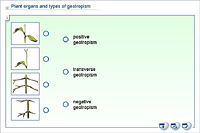 Plant organs and types of geotropism