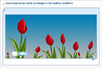 How a tulip flower reacts to changes in the weather conditions