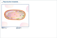 Reproduction in bacteria