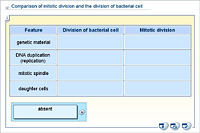Comparison of mitotic division and the division of bacterial cell