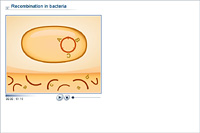 Recombination in bacteria