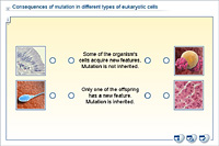 Consequences of mutation in different types of eukaryotic cells