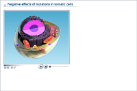 Negative effects of mutations in somatic cells