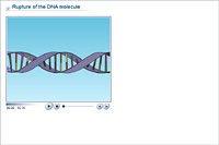 Rupture of the DNA molecule